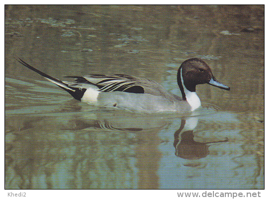 Carte Postale CP Suisse / Sempach - Oiseau - CANARD PILET - PINTAIL DUCK Bird Postcard - SPIESS ENTE Vogel - 71 - Birds