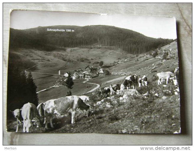 Aeule  - Pension Roessle  Rössle - Schluchsee -cows Vaches -kühe  104925 - Schluchsee