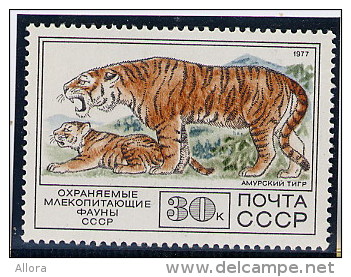 RUSSIA  -  TIGRE - Felinos