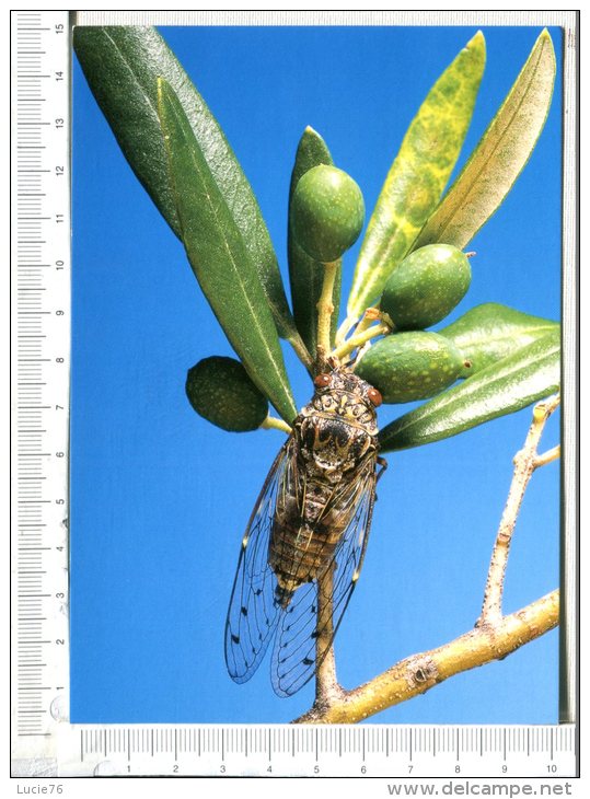 La CIGALE Et L OLIVIER - Insectes