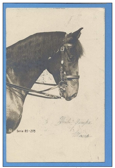 CAVALLI -  ORIGINAL  VINTAGE POSTCARD. - Chevaux