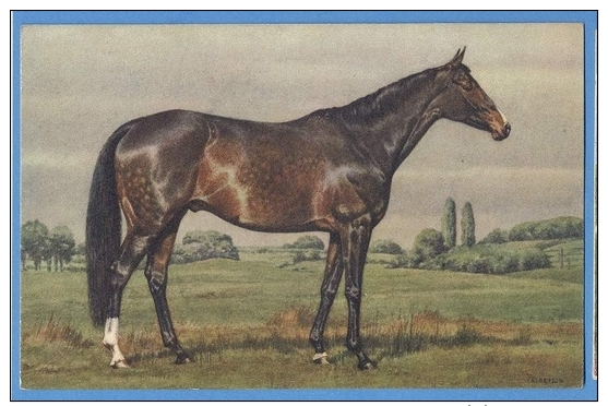 CAVALLI -  ORIGINAL  VINTAGE POSTCARD. - Horses