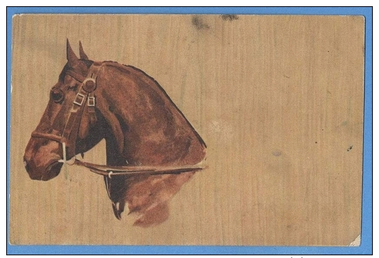 CAVALLI -  ORIGINAL  VINTAGE POSTCARD. - Chevaux