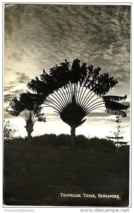 Traveller Trees, Singapore - Singapur