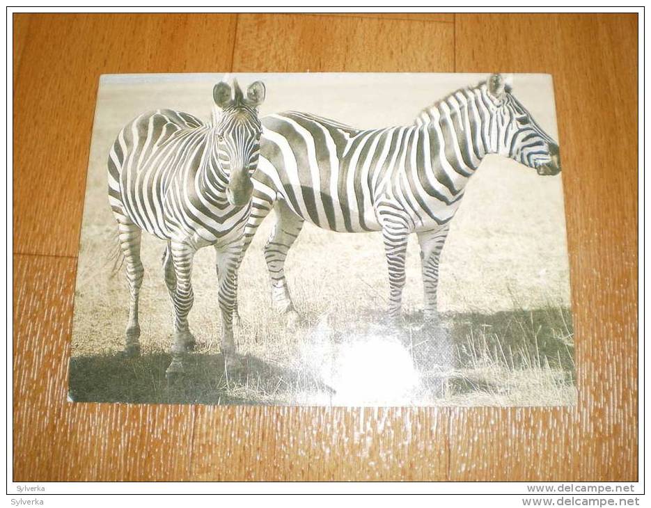 Tier Postkarte  Zebra Russland Russia - Zèbres