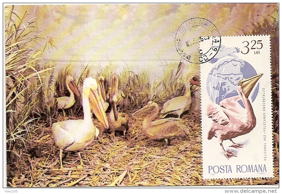 PELICANS, CM, MAXICARD, CARTES MAXIMUM, 1986, ROMANIA - Pelikanen