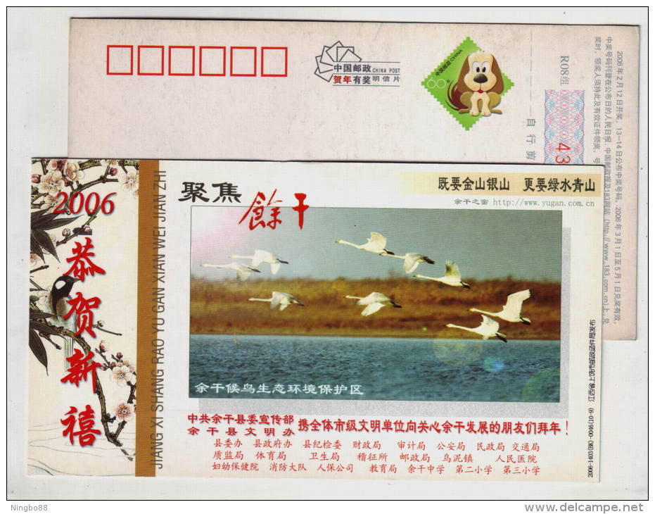 Swan Birds Take-off,China 2006 Yugan Migratory Bird Ecological Reserve Advertising Pre-stamped Card - Cygnes