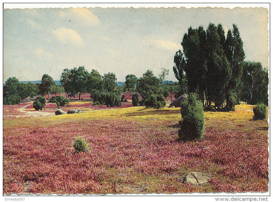 PK-CP Deutschland, Lüneburger Heide, Gebraucht, Siehe Bilder! *) - Lüneburger Heide