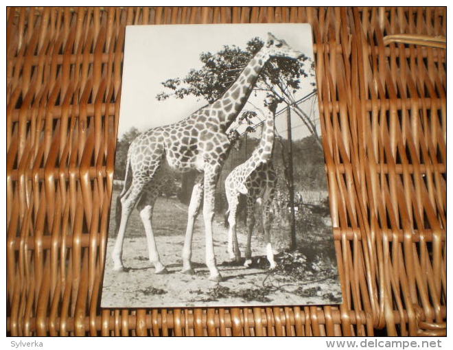 Giraffe Alte Tschechoslowakia Postkarte Postcard ORBIS - Giraffen