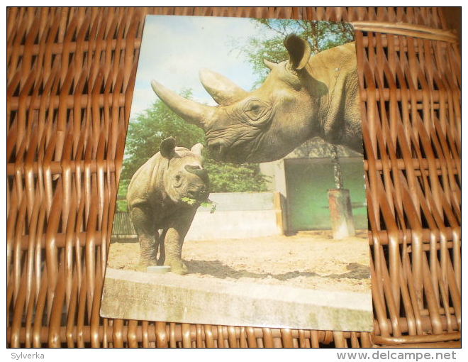 Postkarte Postcard Rhinoceros - Rinoceronte