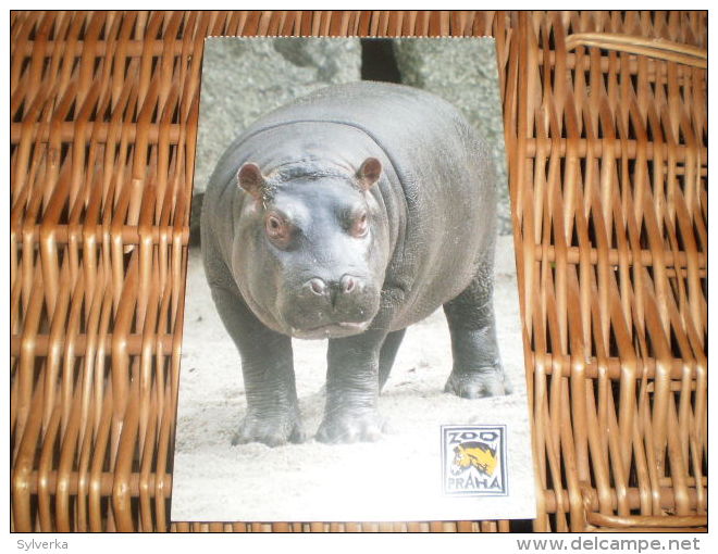 Postkarte Postcard Hippo - Nijlpaarden