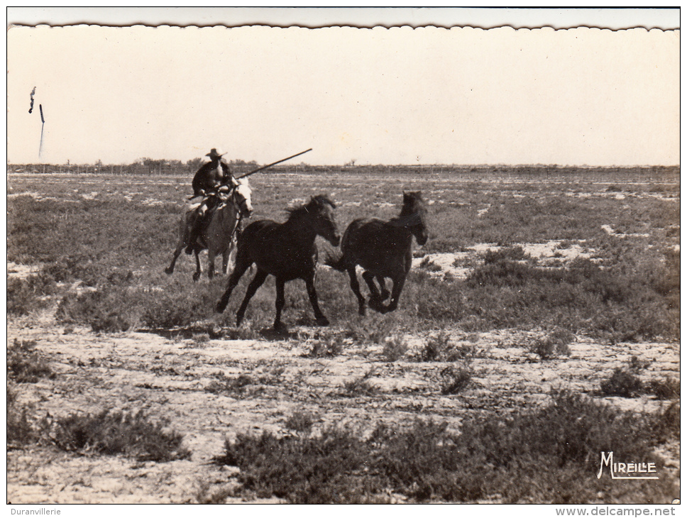 13 - En Camargue Avec Les Gardians. Troupeux De Chevaux Sauvages. CPSM - Other & Unclassified