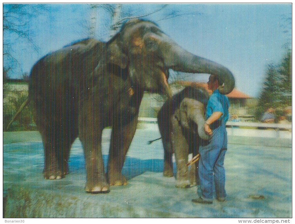 CPSM ELEPHANTS CARTE HOLOGRAPHIQUE     EN RELIEF JOLI PLAN - Éléphants
