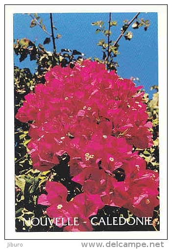 Nouvelle-Calédonie / Bougainvillée En Fleurs/ Plante  // 8/554 - Nouvelle-Calédonie