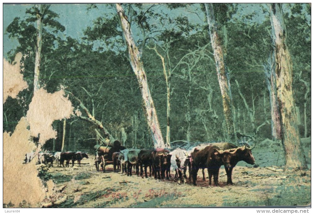 (300) Very Old Postcard - Carte Ancienne - Australia - Country Scene - Outback