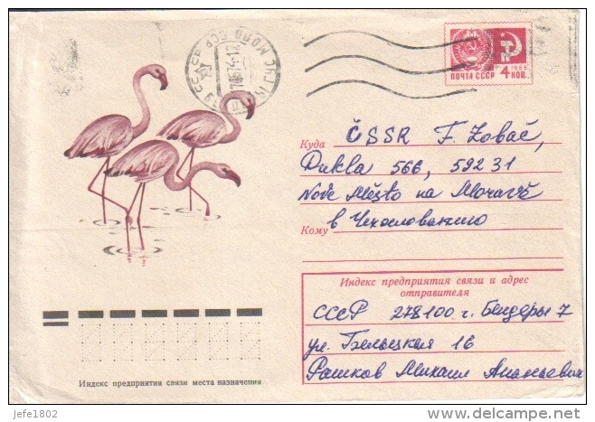 Fauna - Flamingo - Flamants