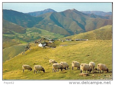 Pays Basque-bergeries Et Moutons Sur Les Montagnes Basques-cpm - Altri