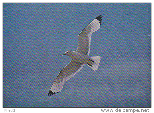 CP Suisse Sempach - Oiseau - MOUETTE TRIDACTYLE - KITTIWAKE Bird - DREIZEHENMÖWE Vogel - GABBIANO TRIDATTILO Uccelli 112 - Birds