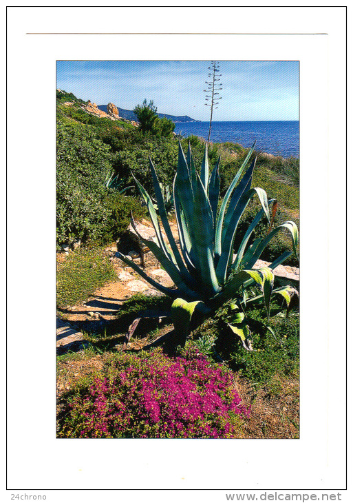 Image Du Sud: Agave, Photo Zintzmeyer D. (13-1556) - Cactus