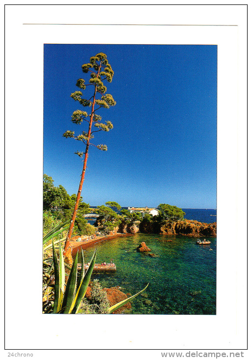 Image Du Sud: Agave, Photo Loirat L.-Y. (13-1557) - Cactus