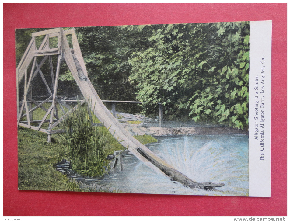 California > Los Angeles   Alligator Shooting The Chutes  Ca 1910 Not Mailed      Ref 967 - Los Angeles