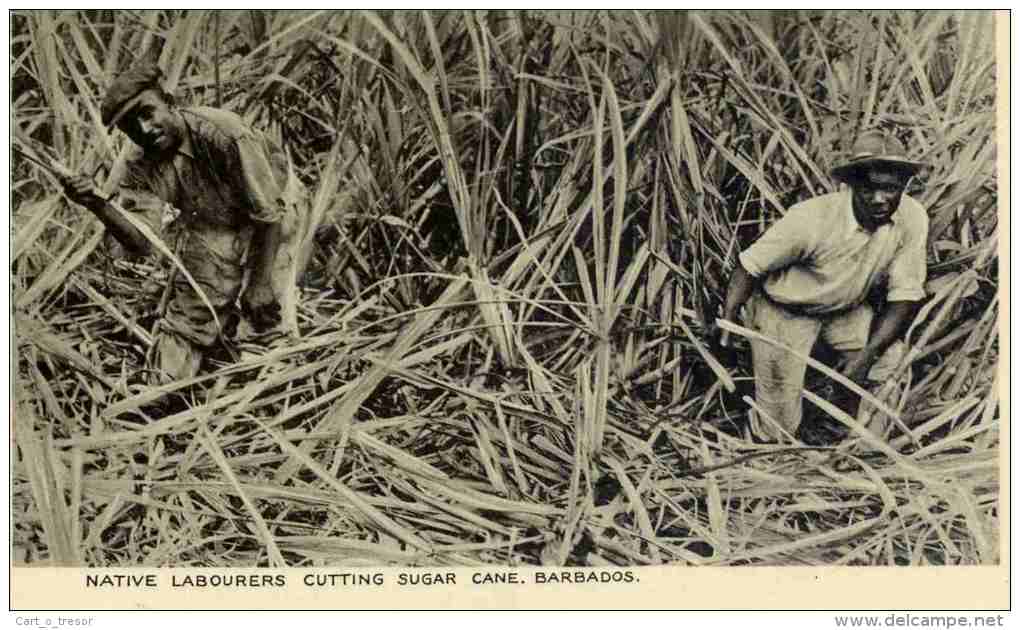 CPA BARBADOS NATIVE LABOURERS CUTTING SUGAR CANE - Barbados