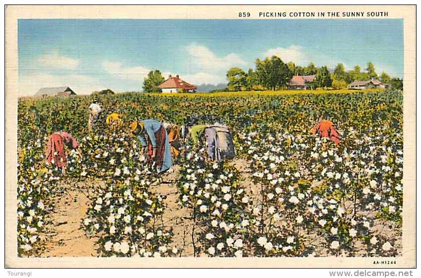 Mai13 817 : Picking Cotton In The Sunny South  -  Cotton Field - Autres & Non Classés