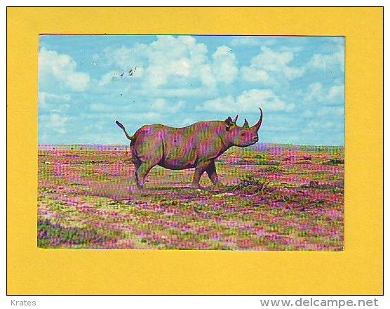 Postcard - Rhinoceros, Uganda    (V 17659) - Rhinozeros