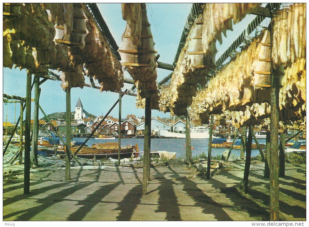 Sweden  Drying Fish In Bohuslän.  A-2085 - Pêche