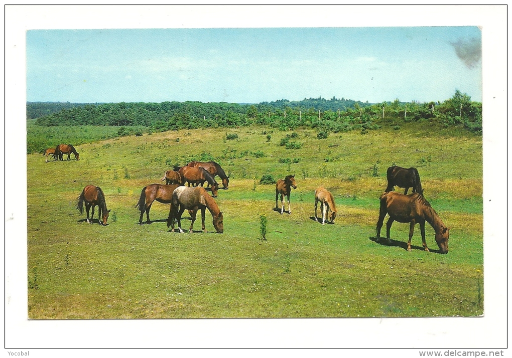 Cp, Chevaux, New Forest Ponies - Chevaux