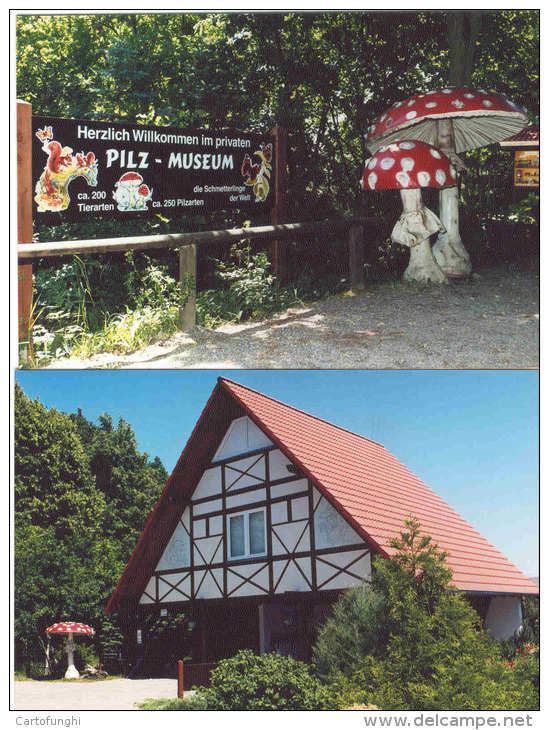 PILZ MUSEUM NEUHEIDE FUNGHI CHAMPIGNONS MUSHROOM SETAS   DUE CARTOLINE Del PILZ MUSEUM NEUHEIDE GERMANIA - Altri & Non Classificati