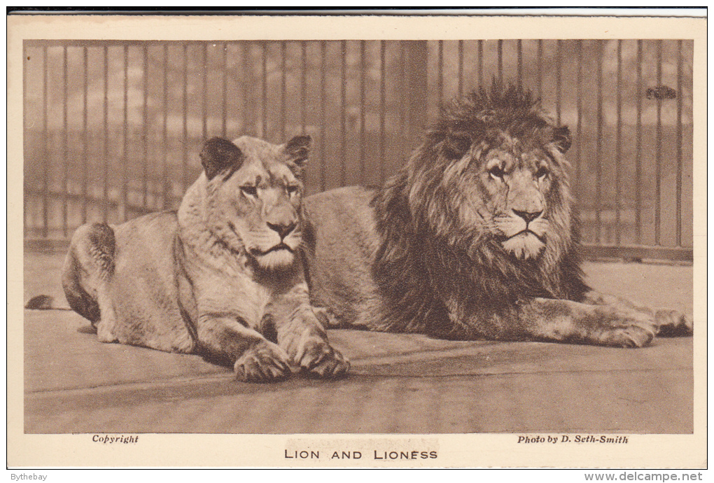 Lion And Lioness From The Gardens Of The Zoological Society Of London, Regent´s Park, N.W. - Lions