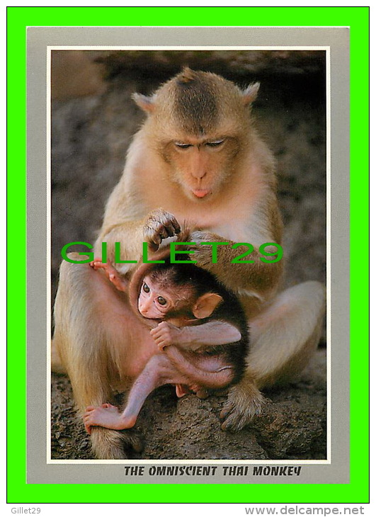 MONKEYS - THE OMNISCIENT THAI MONKEY - THE MONKEY IS CASHING LICE - - Monkeys