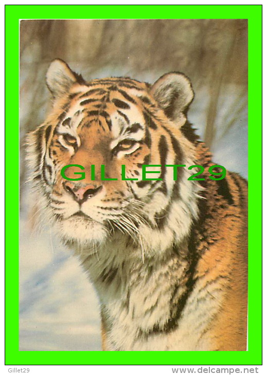 TIGERS - TIGRE DE RUSSIE - - Tigers