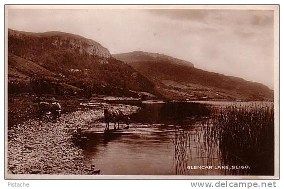 Carte Photo - Real Picture - Sligo Irlande Ireland - Glencar Lake - Vaches Cows - Unused - 2 Scans - Sligo