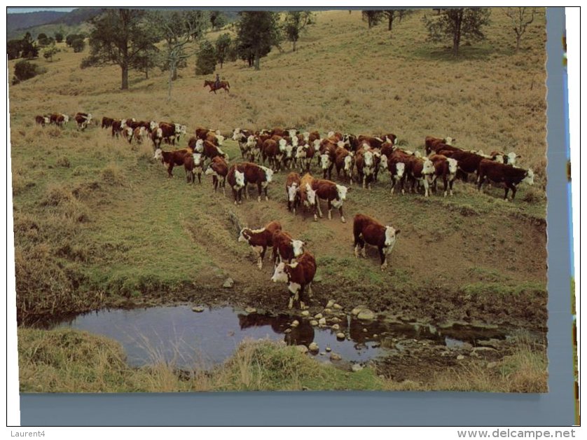 (600) Australia - Cow Mustering - Outback