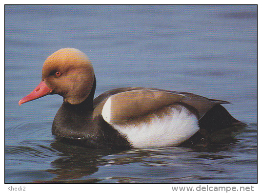 CP Suisse Sempach - Oiseau - CANARD NETTE ROUSSE - RED-CRESTED POCHARD Bird - KOLBEN ENTE Vogel - FISCHIONE TURCO - 157 - Oiseaux