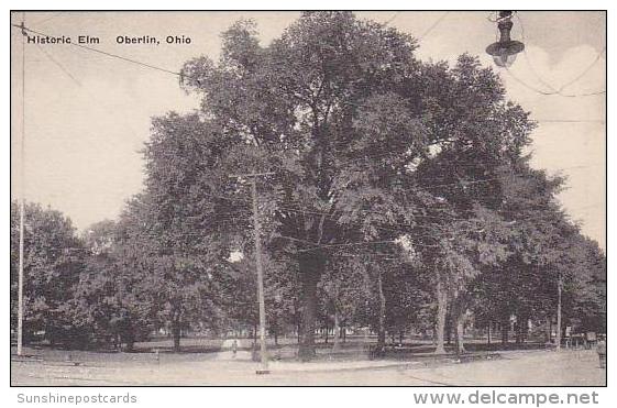 Ohio Oberlin Historic Elm-Albertype - Sonstige & Ohne Zuordnung