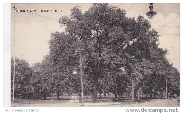 Ohio Oberlin Historic Elm-Albertype - Sonstige & Ohne Zuordnung