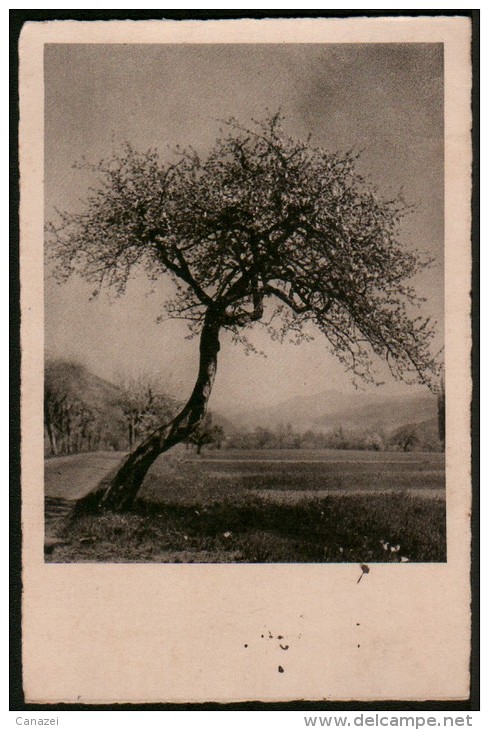 AK Landschaft Mit Baum, Stempel Pöcking über Starnberg, Gel Verm 1943 - Starnberg