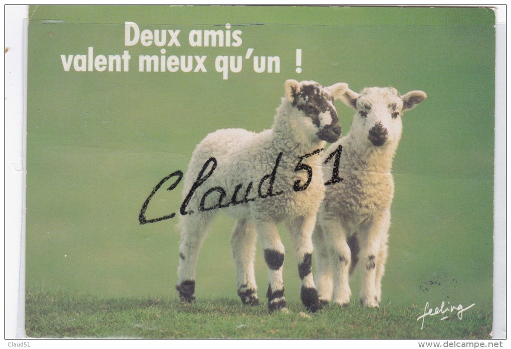 ANIMAUX // Humoristique;Moutons ;Deux Amis Valent Mieux Qu'un  ! - Humor