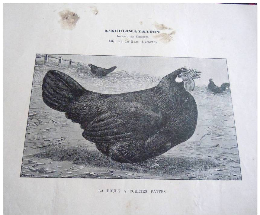 Signé P.Mahler, La Poule A Courtes Pattes - Stiche & Gravuren