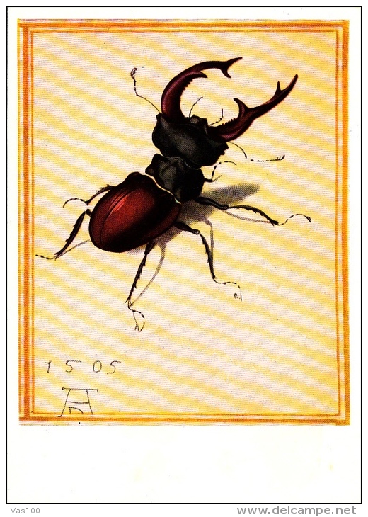 INSECT, ALBRECHT DURER'S FEN CRICKET ILLUSTRATION, POSTCARD - Insects