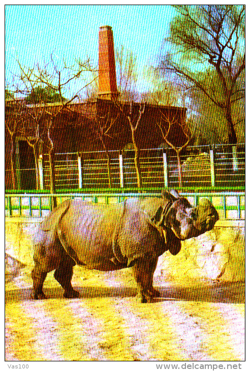 ONE-HORNED RHINOCEROS, PEKING ZOO, POSTCARD - Rhinoceros