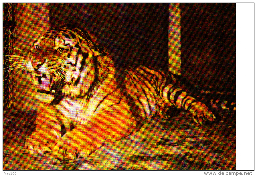 NORTH-EAST TIGER, PEKING ZOO, POSTCARD - Tigers