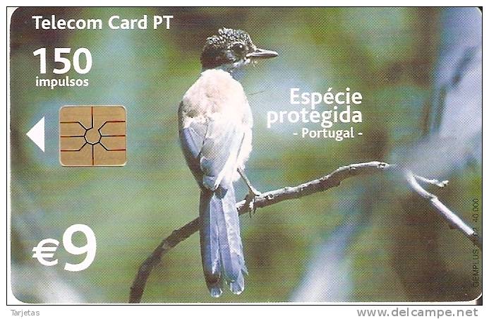 TARJETA DE PORTUGAL DE UN RABILARGO (BIRD-PAJARO) - Otros & Sin Clasificación