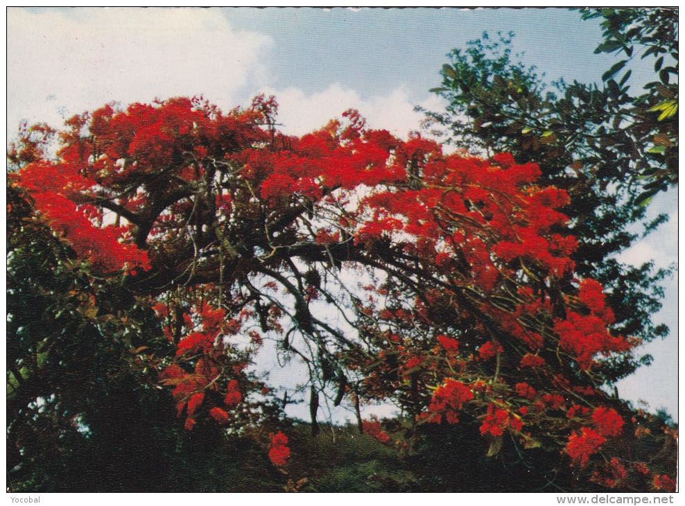 Cp , ANTILLES FRANÇAISES , Flamboyants - Saint Martin