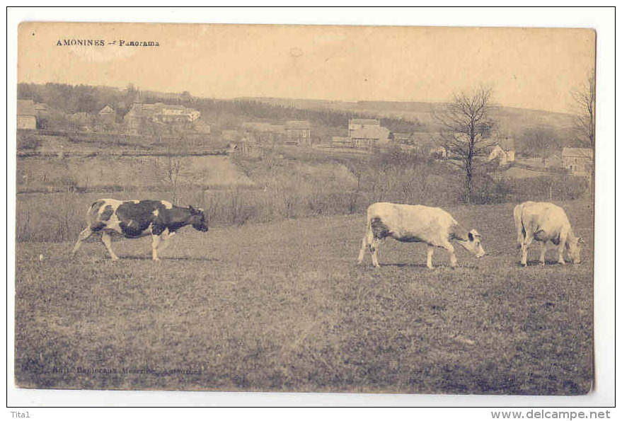 D 10986  - AMONINES  -  Panorama   *bétail*vaches* - Erezée