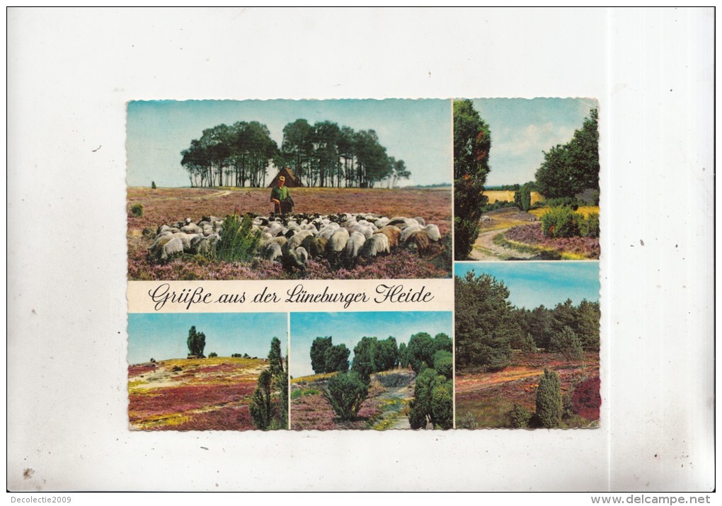 BT13125 Luneburger Heide Sheep Mouton     2 Scans - Lüneburger Heide