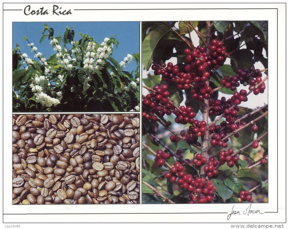 (897) Costa Rica Coffee Growing - Costa Rica